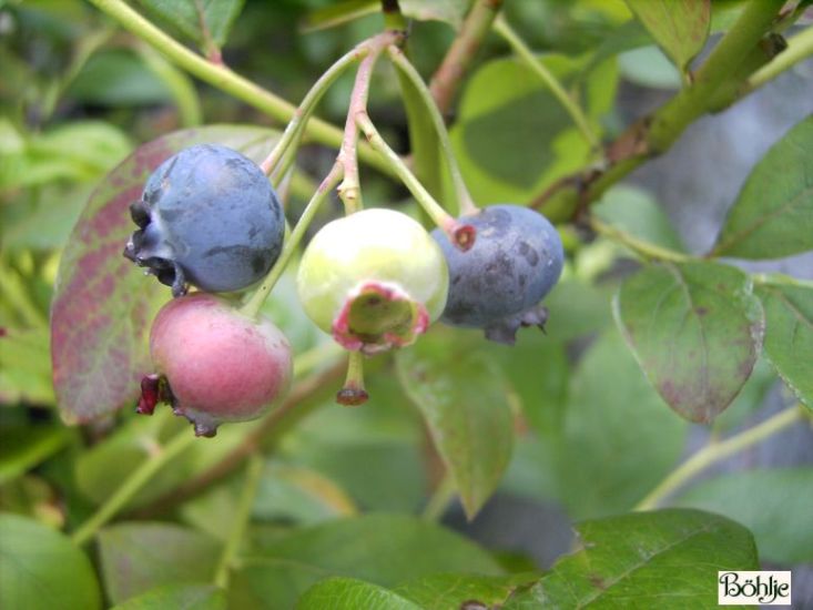 Vaccinium Corymbosum Bluecrop Amerikanische Kulturheidelbeere