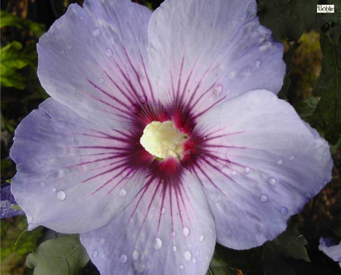 Hibiscus Syriacus Blue Bird Oiseau Bleu Garteneibisch