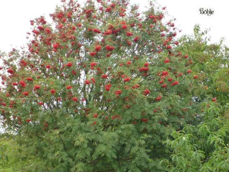 Рябина ария в ландшафтном дизайне