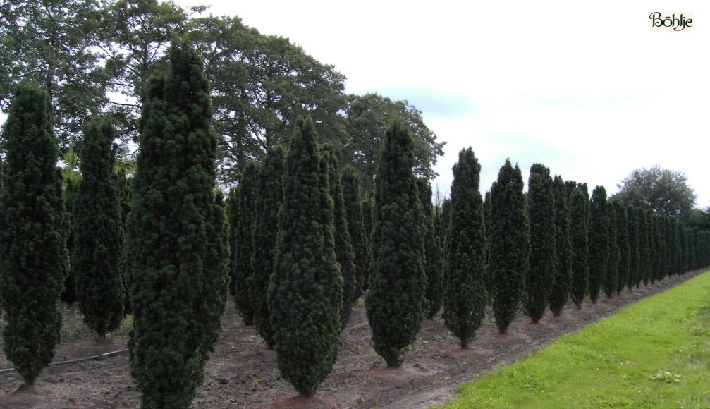 Taxus baccata 'Fastigiata Robusta' Säuleneibe Böhlje