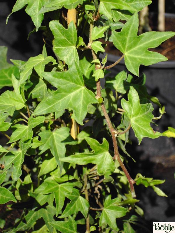 Hedera helix sagittaefolia фото