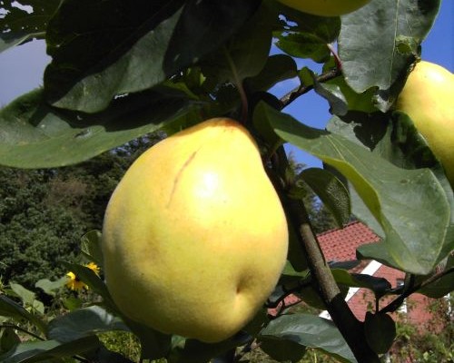Obstgehölze A - Z Obstgehölze A - Z