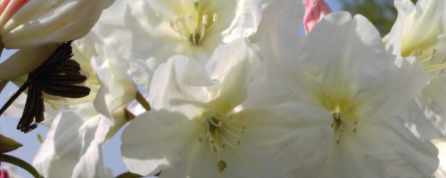 Rhododendron Hybride Rhododendron Hybride