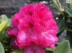 Rhododendron insigne 'Marianne von Weizäcker'