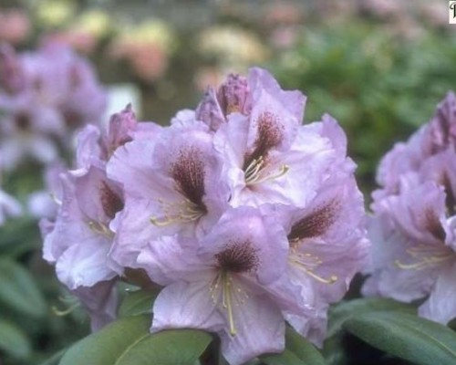 Rhododendron Rhododendron