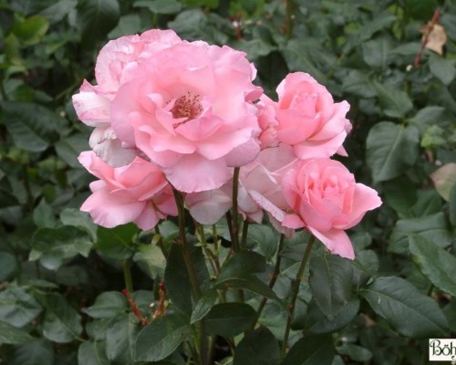 Rosen A - Z Rosen A - Z