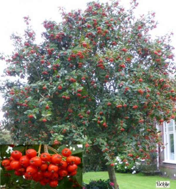 Sorbus aria 'Magnifica' Mehlbeere Böhlje